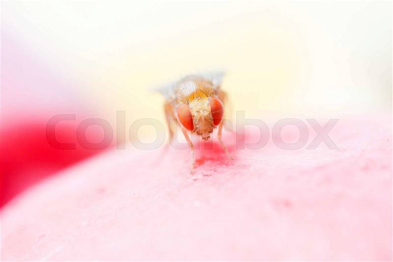 Close up new born fruit fly in studio, stock photo
