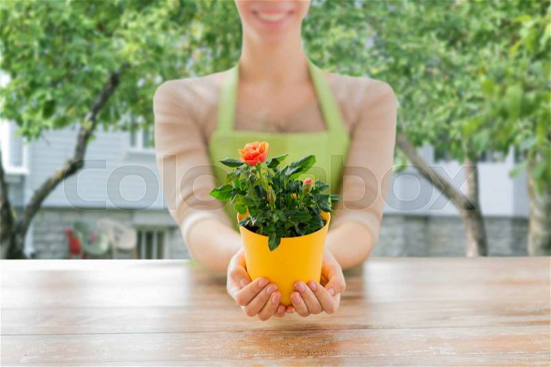 People, gardening and flowers concept - close up of woman hands holding roses bush in flower pot at over summer house background, stock photo