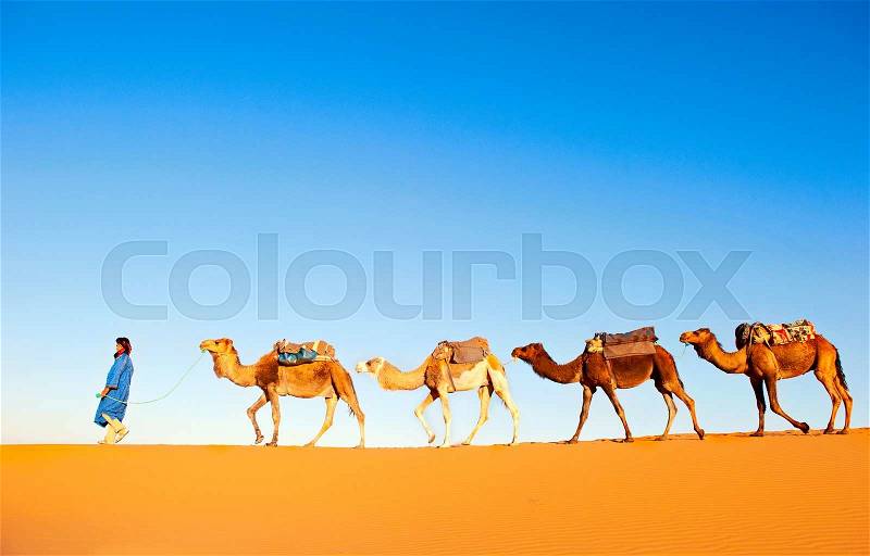 Camel caravan on the Sahara desert, stock photo