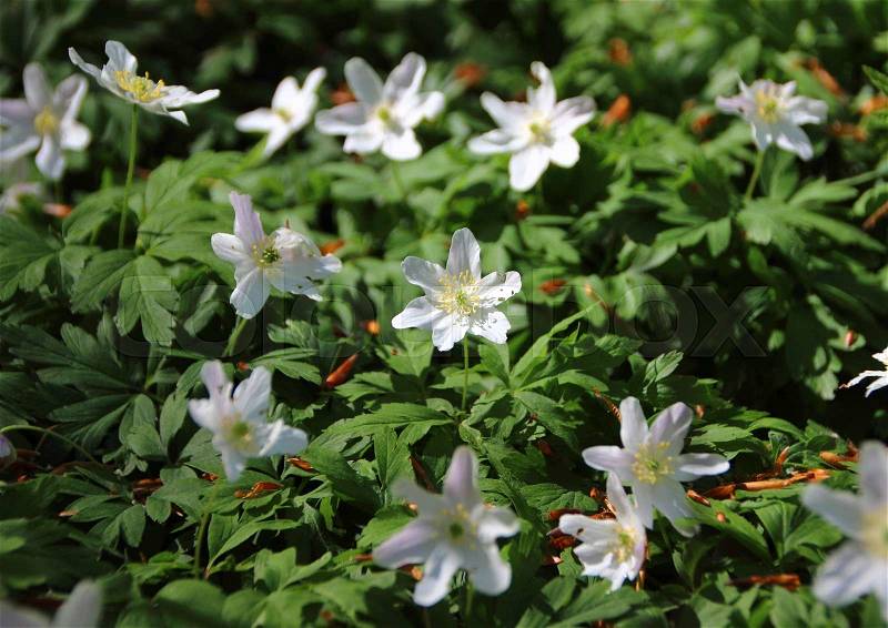 Closeup on Fresh Green and White Windflower Background in Forest Bed, stock photo