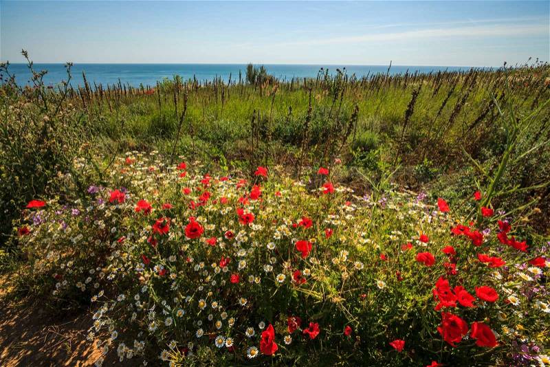 Beautiful colorful flowers in the background of the sea. Bulgaria, stock photo