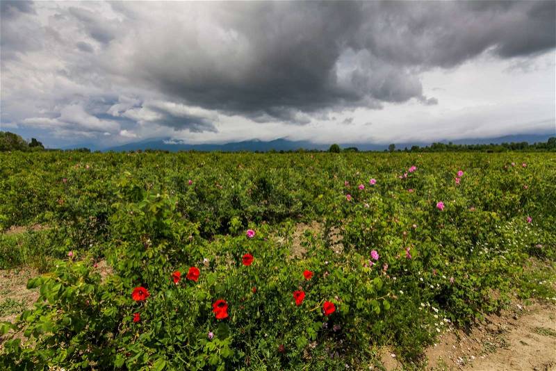 The picturesque landscape with rose field under a cloudy sky. Bulgaria, stock photo