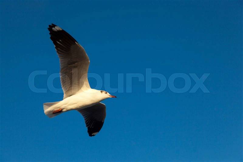 Bird flying. Bird wings flying in the sky, the dark color, stock photo