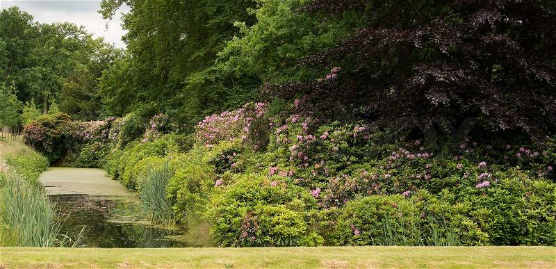 English garden with Rhododendron plants and flowers, stock photo