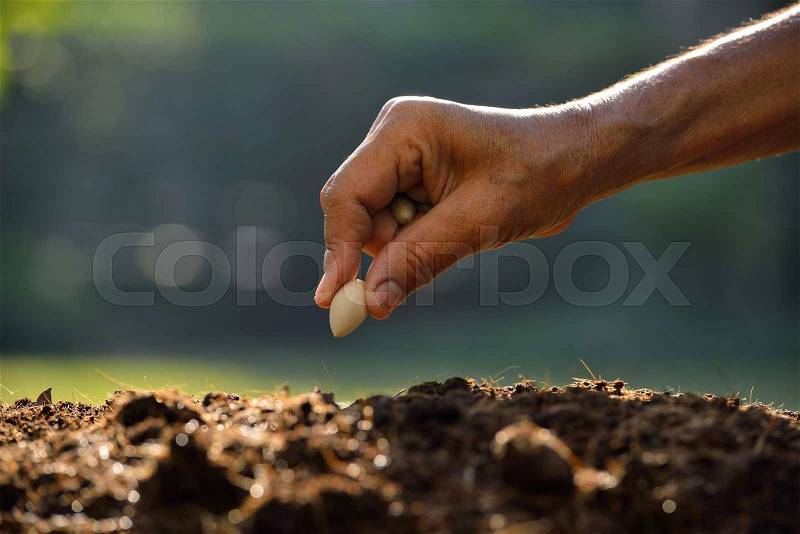 Farmer\'s hand planting a seed in soil, stock photo