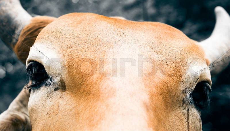 Face of cow for agriculture in the farm, stock photo