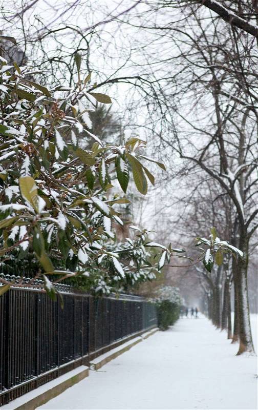 Winter in Paris. Plants on the Champ de Mars covered with snow, stock photo