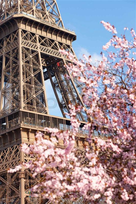 Spring in Paris. Blossoming cherry tree and Eiffel tower. Focus on the Eiffel tower, stock photo