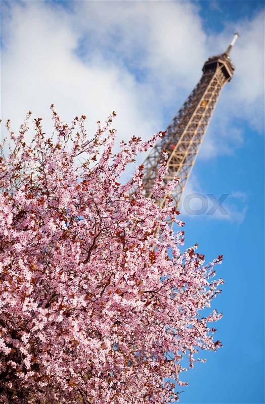 Spring in Paris. Blossoming cherry tree and Eiffel tower. Focus on flowers, stock photo