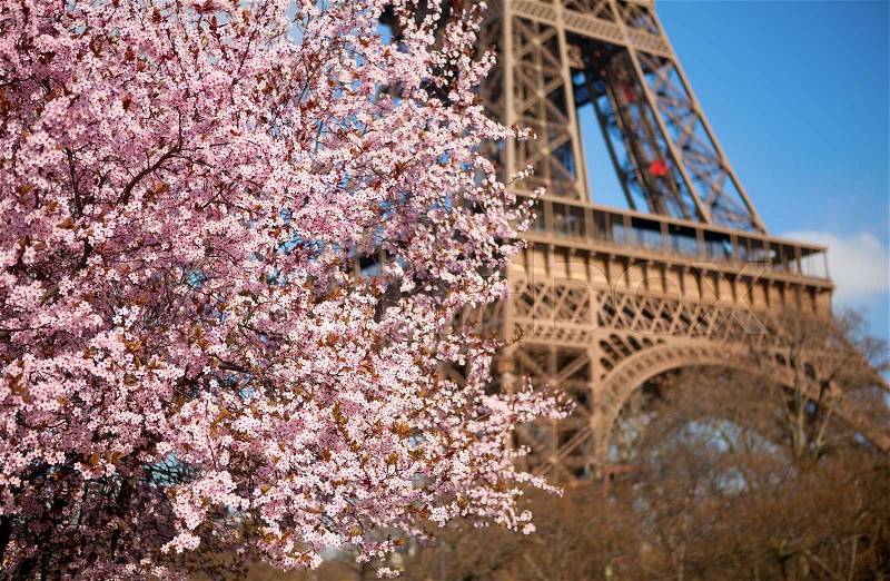 Spring in Paris. Blossoming cherry tree and Eiffel tower. Focus on flowers, stock photo