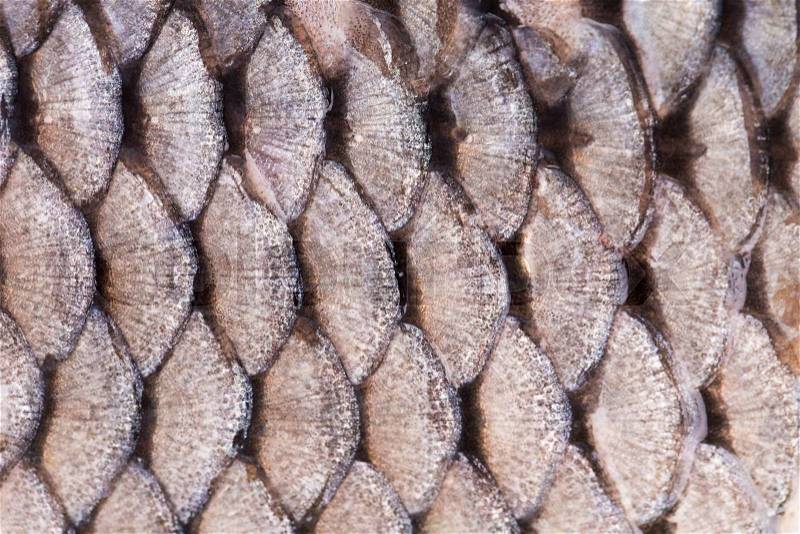 Texture of fish scales close up. Whole background, stock photo