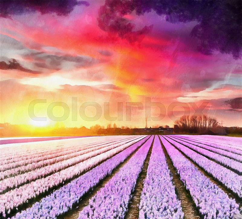Hyacinth field at sunset. (Netherlands), stock photo