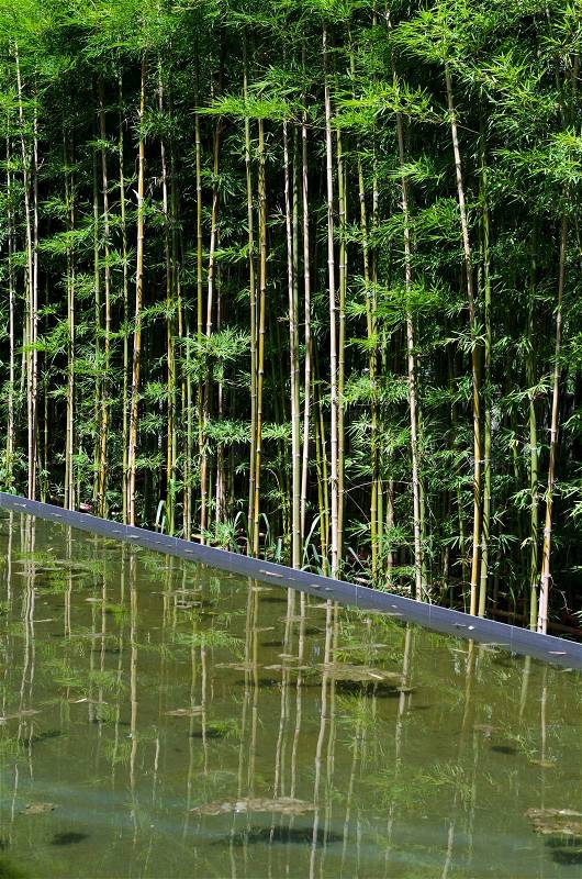 Bamboo garden with water reflection, stock photo