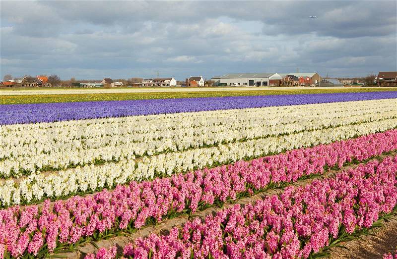 Beautiful hyacinth fields in Holland and plane in the sky, stock photo