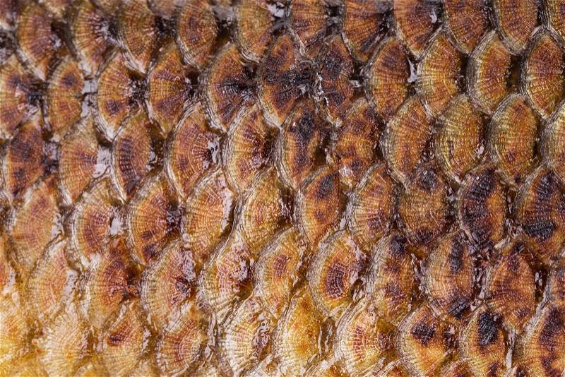Fried fish scales. As background isolated in closeup, stock photo