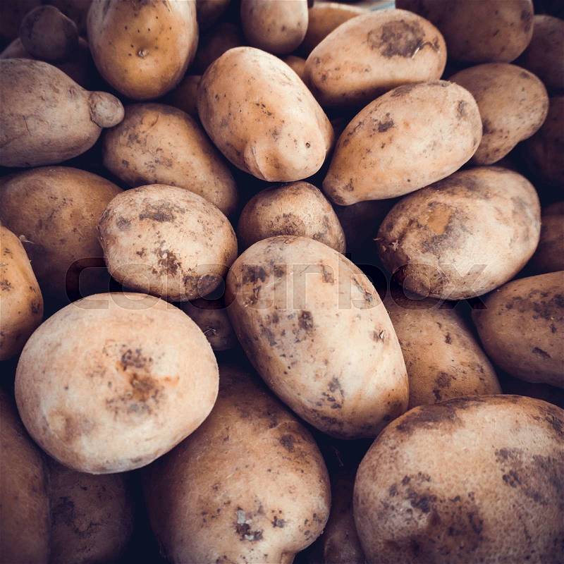 Potatoes raw vegetables food. Fresh organic young potatoes, stock photo