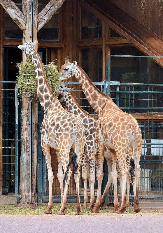 Giraffes while feeding at the zoo, stock photo
