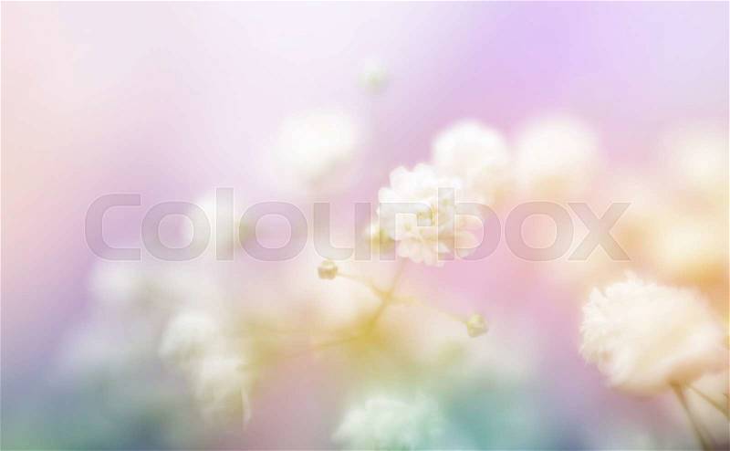Soft focus white flower blur background. Made with lens-baby and macro-lens, stock photo