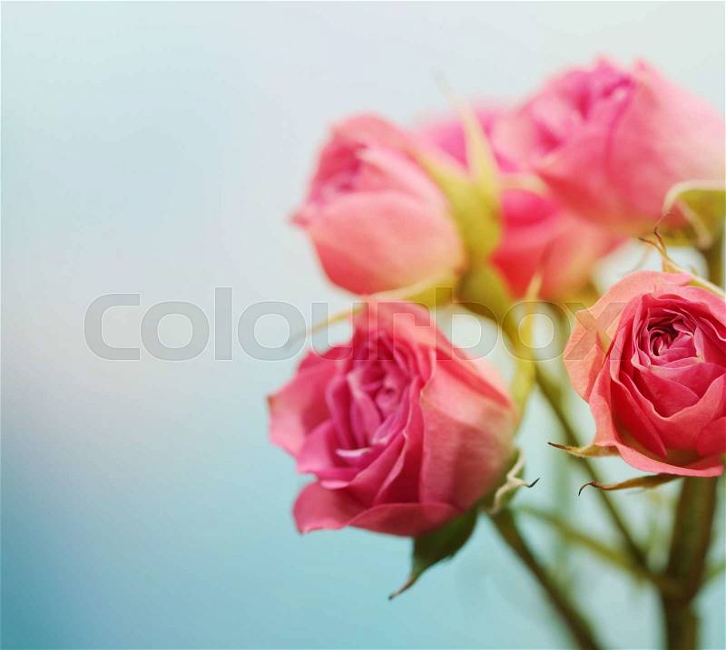 Soft focus rose flower background. , stock photo