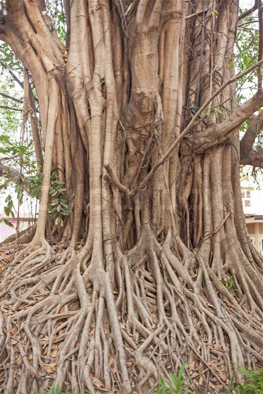 Beautiful Banyan tree in public park city center , stock photo
