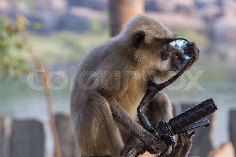 Long-tailed monkey gazing in the mirror of moped. Grey macaques, stock photo