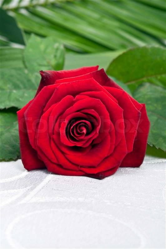 Red rose on white silk, stock photo