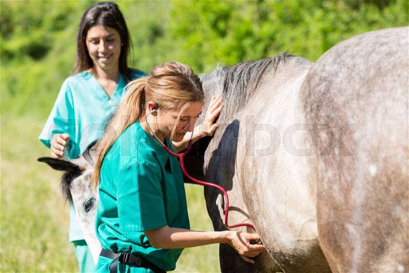 Veterinary great performing a scan to a young mare, stock photo