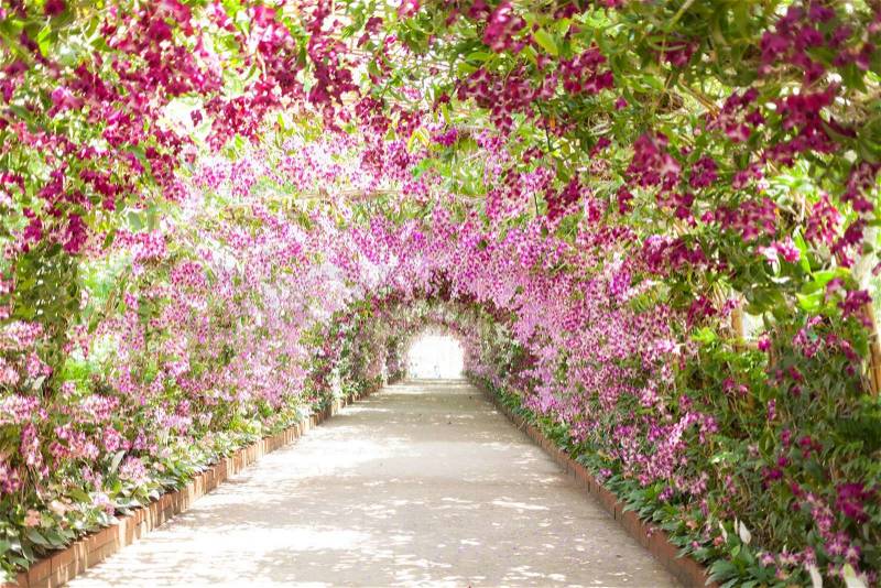 Footpath in a botanical garden with orchids lining the path, stock photo