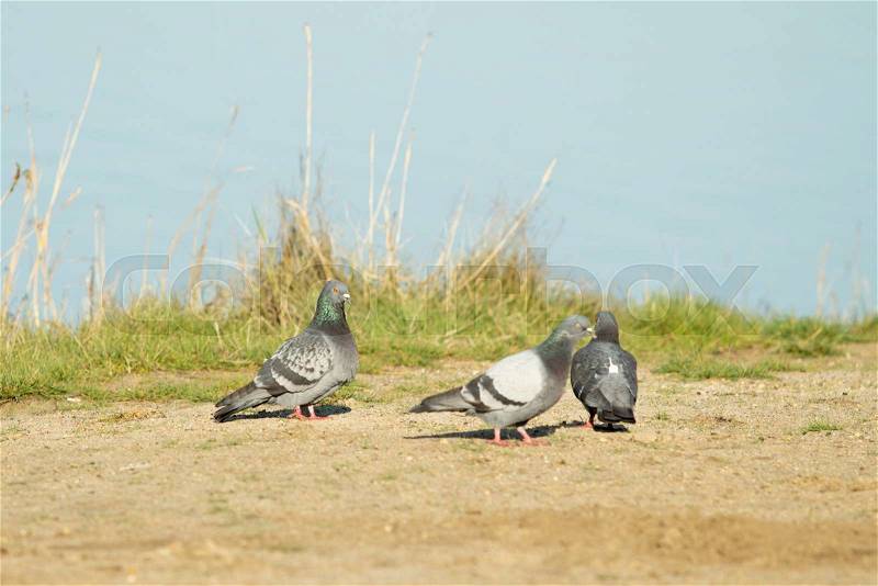 Wild pigeons on the ground, stock photo