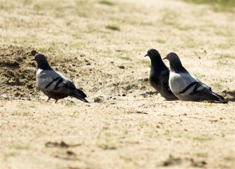 Wild pigeons on the ground, stock photo
