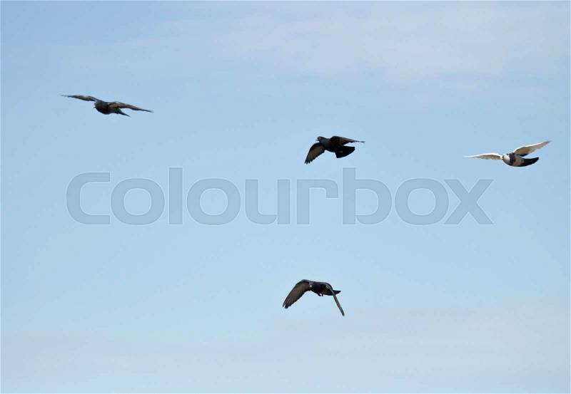 Dove in flight against the sky, stock photo