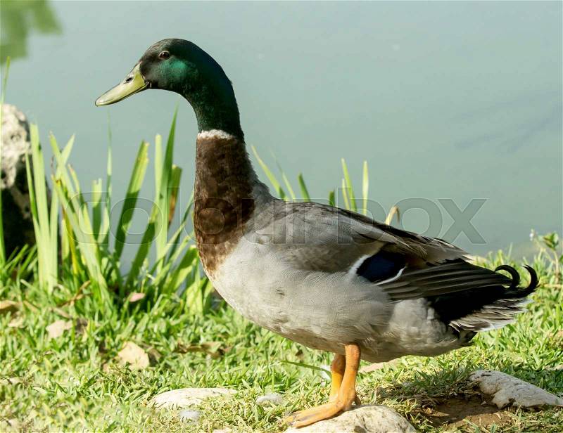 Drake came out of the water on the shore of the pond, stock photo