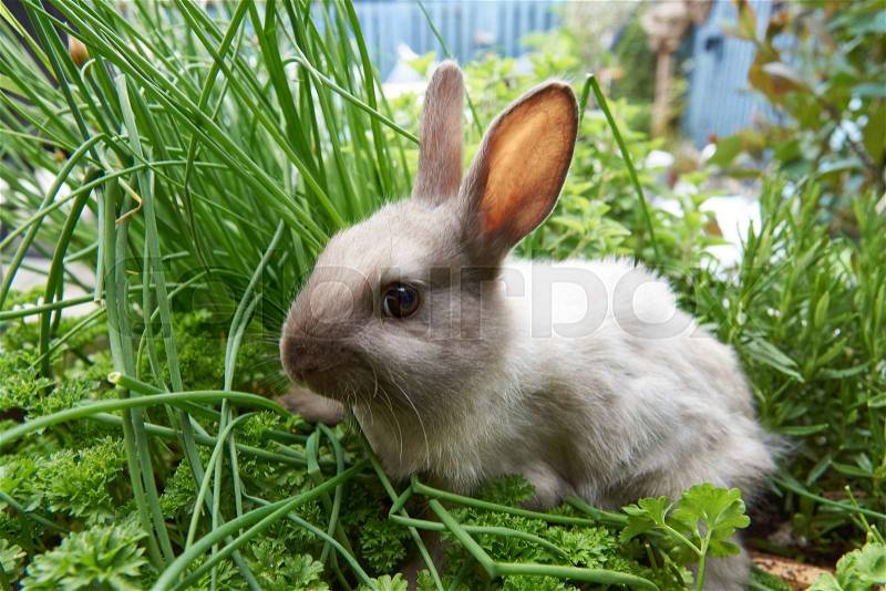 Baby pet rabbit eating herbs in the garden, stock photo