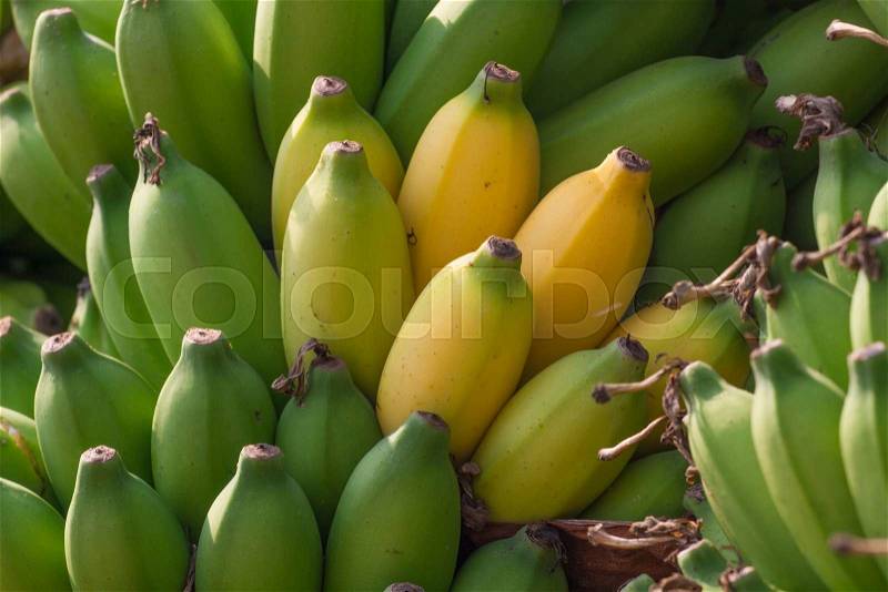 Bunch of bananas on a banana plantation in India. Bananas on a branch, stock photo
