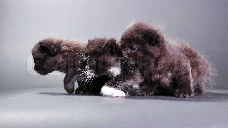 Group portrait of black kittens on dark backround, stock photo