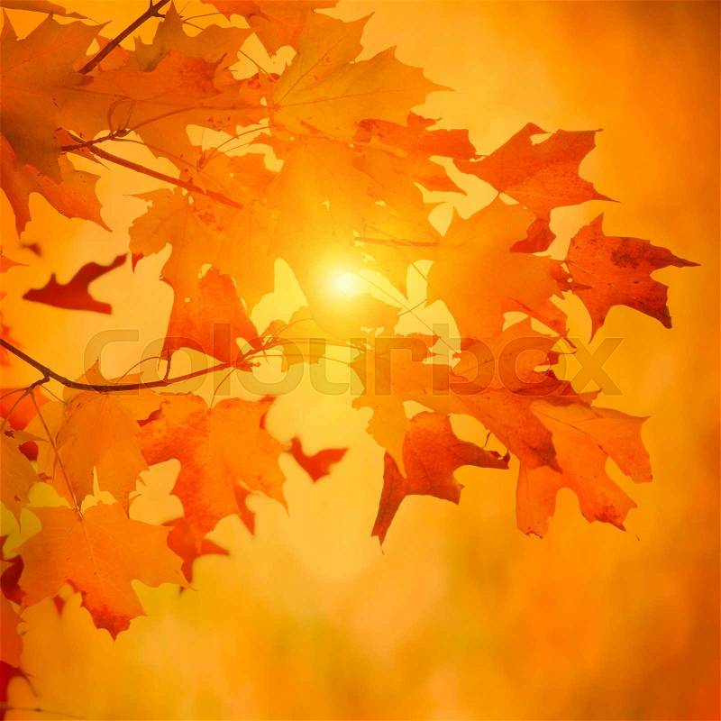 Autumn maple branch with bright vibrant leaves on blurred fall foliage background, stock photo
