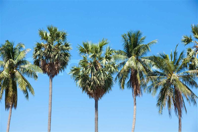 Palm tall tree and coconut trees planted in the garden, agricultural areas, stock photo