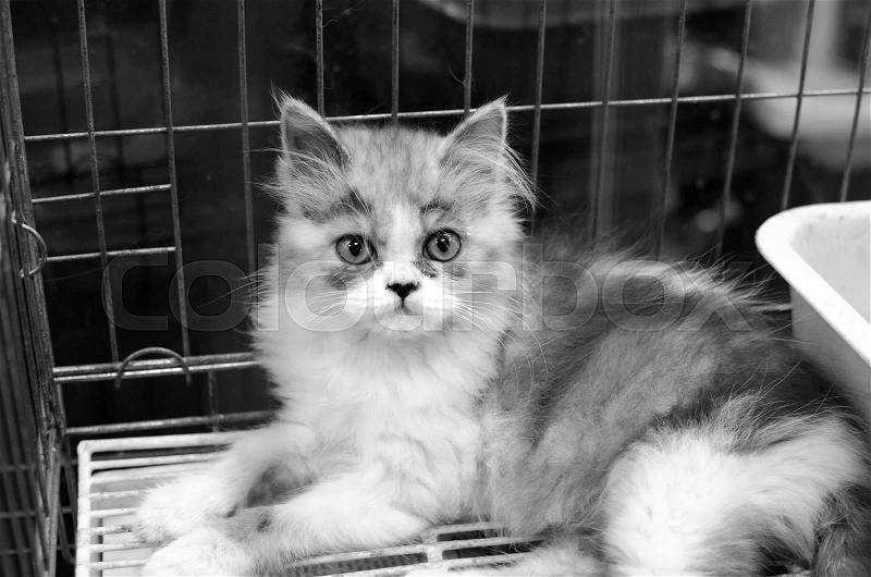 Homeless animals series. Tabby kitten looking out from behind the bars of his cage. Black and white image, stock photo
