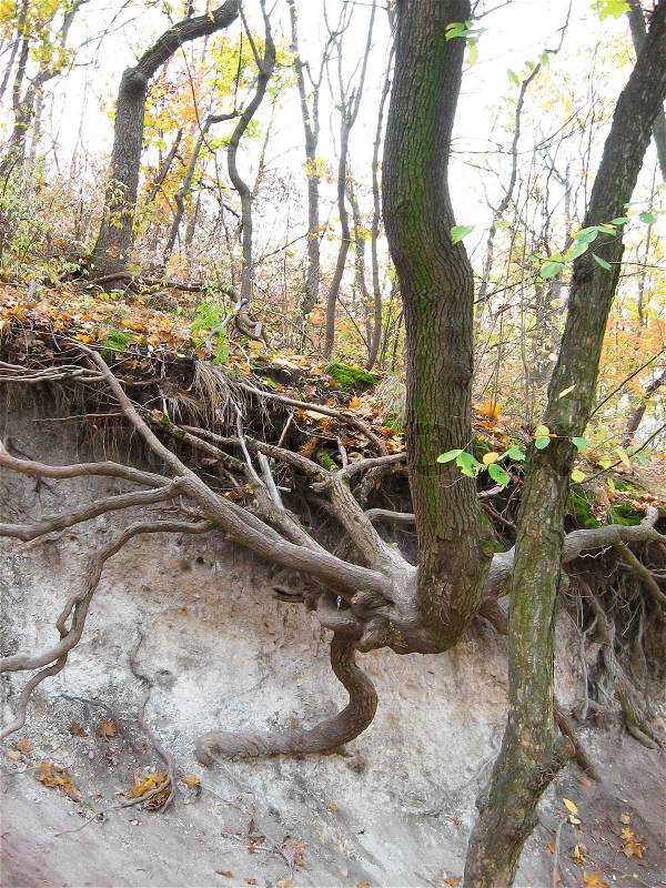 Olden naked roots. Territory of The Holy Mountains national natural park, stock photo