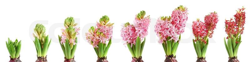 Stages of hyacinth growing, blooming and fading on white background 
