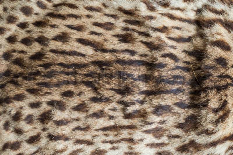 Leopard skin texture and background, stock photo