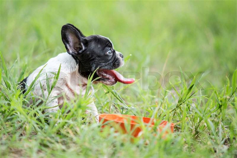 Puppy french bulldog on green field backyard, stock photo