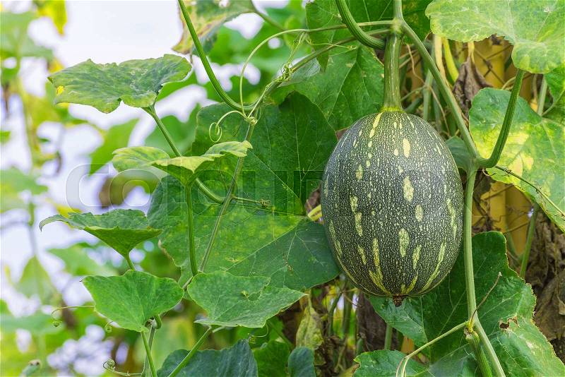 Winter melon on its tree in garden, stock photo