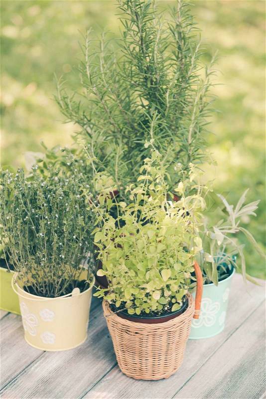 Cozy home garden with herbs - rosemary, sage, basil, thyme and oregano, stock photo