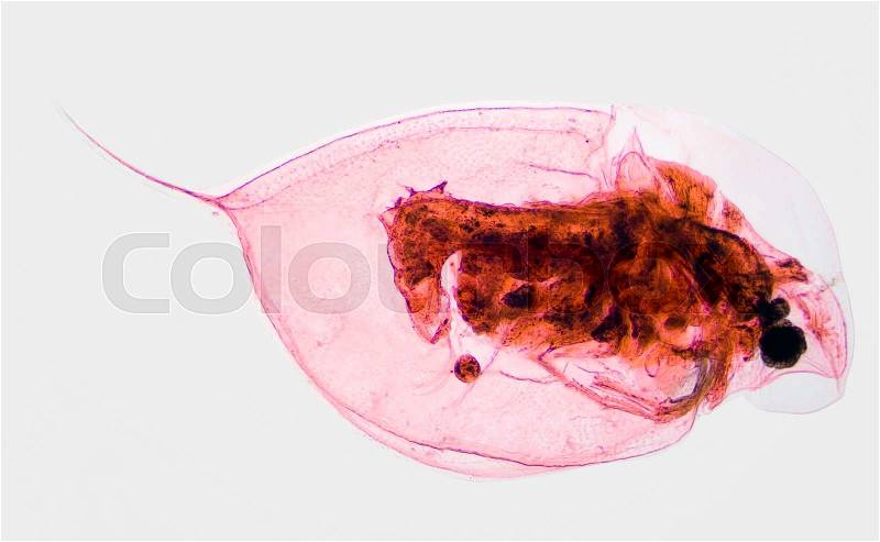 Microscopic Image of Pond Plankton Water Flea Daphina, stock photo