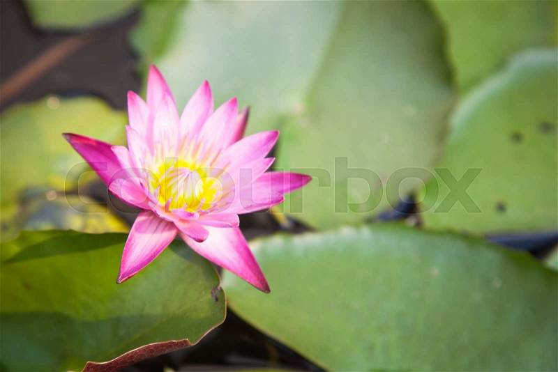 Lotus bloom in the garden. Lotus flower with yellow stamens fragrant, stock photo