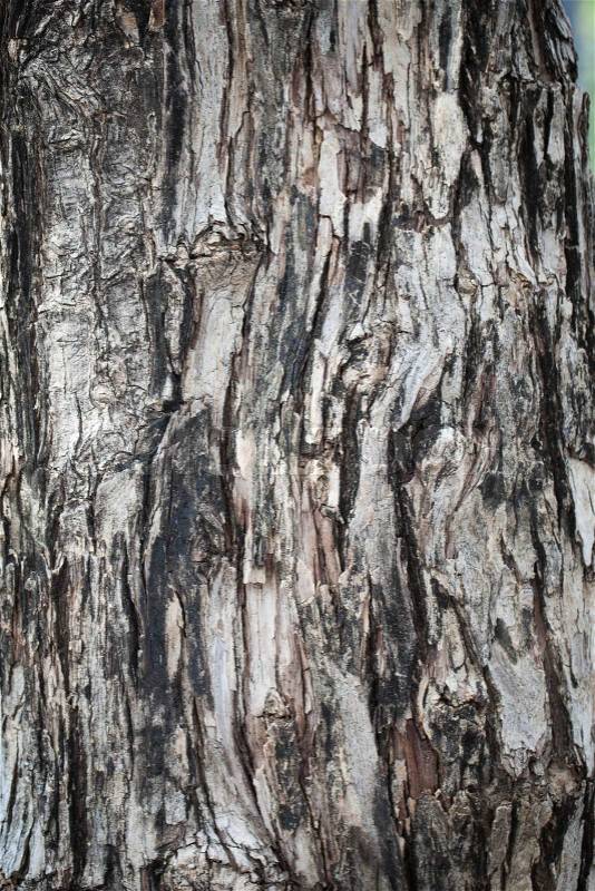 Dark bark of trees. There are signs of cracks in the bark, stock photo