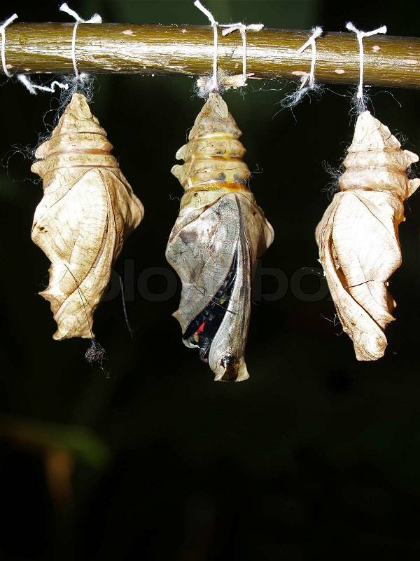 The birth of a butterfly from a cocoon, stock photo