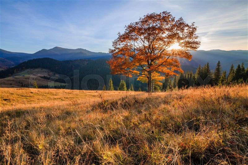 Beautiful autumn tree in the sun against the backdrop of mountains, stock photo