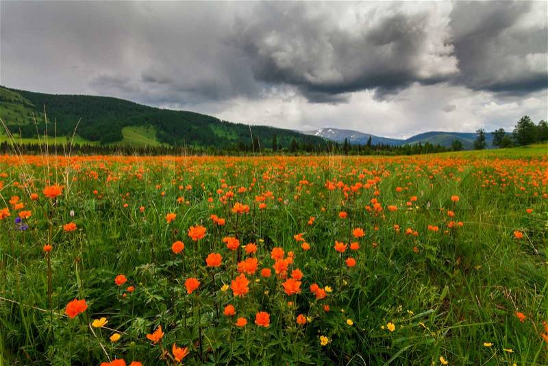 Amazing views of the flowery meadow on background of the mountains. Orange Globeflowers, stock photo